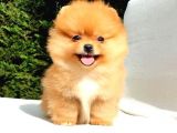 Üst kalite Pomeranian Boo yavrular