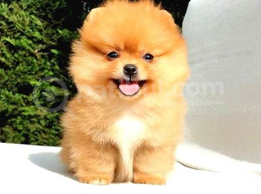 Üst Kalite Pomeranian Boo Yavrular