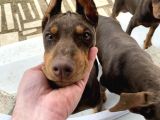 Orjinal Kulak Ve Kuyruk Estetikli Kızıl Doberman