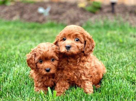 Tooy Poodle Yavrumuz 