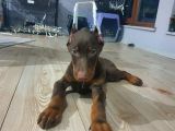 Orjinal Kulak ve Kuyruk estetikli kızıl doberman