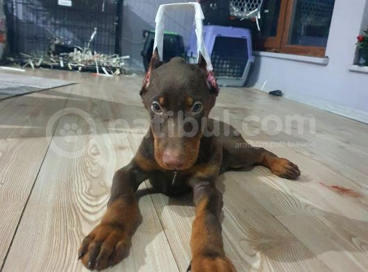 Orjinal Kulak Ve Kuyruk Estetikli Kızıl Doberman