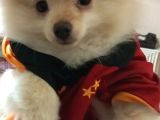 4 Aylık Pomeranian