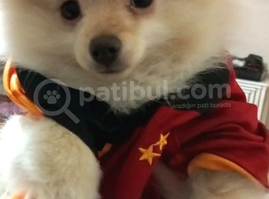 4 Aylık Pomeranian görsel