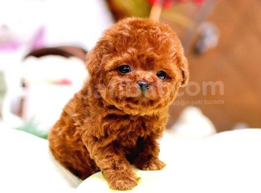 Show Kalite Red Brown Toy Poodle Bebeklerim görsel
