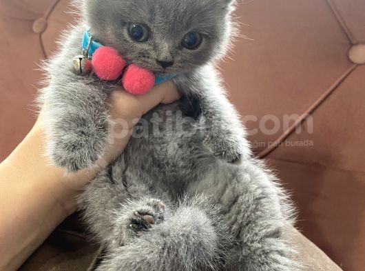 2 Aylık Dişi Ve Erkek Yavru Kedi görsel