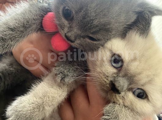 2 Aylık Dişi Ve Erkek Yavru Kedi