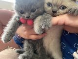 2 Aylık Dişi Ve Erkek Yavru Kedi
