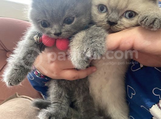 2 Aylık Dişi Ve Erkek Yavru Kedi görsel