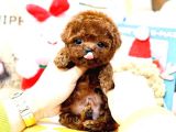 Show Kalite Red Brown Toy Poodle Bebeklerim
