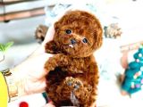 Show Kalite Red Brown Toy Poodle Bebeklerim