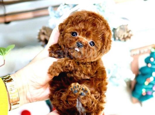 Show Kalite Red Brown Toy Poodle Bebeklerim görsel