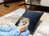 4 Aylık Pomeranian