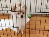 4 aylık pomeranian