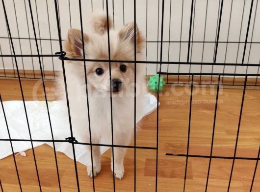 4 Aylık Pomeranian