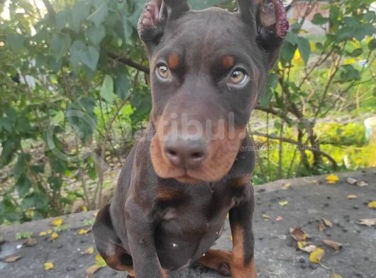 Orjinal Kulak Ve Kuyruk Estetikli Kızıl Doberman görsel