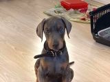 Orjinal Kulak Ve Kuyruk Estetikli Kızıl Doberman