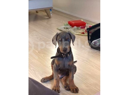 Orjinal Kulak Ve Kuyruk Estetikli Kızıl Doberman görsel
