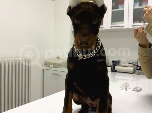 Orjinal Kulak Ve Kuyruk Estetikli Kızıl Doberman görsel