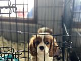 Orjinal Cavalier King Charles