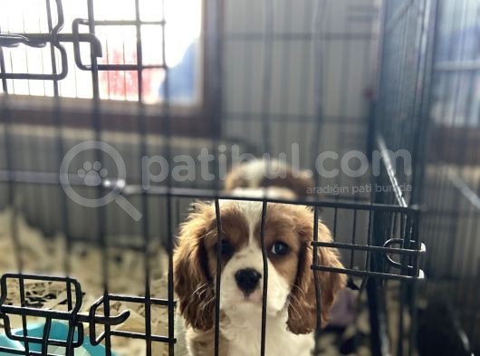 Orjinal Cavalier King Charles görsel