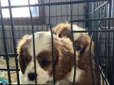Orjinal Cavalier King Charles