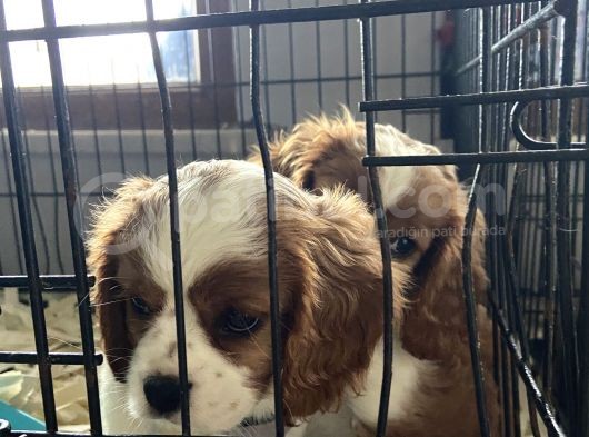 Orjinal Cavalier King Charles görsel