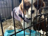Orjinal Cavalier King Charles