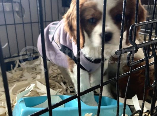 Orjinal Cavalier King Charles görsel
