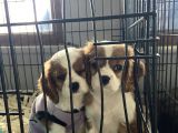 Orjinal Cavalier King Charles