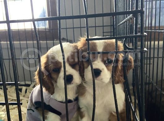 Orjinal Cavalier King Charles görsel