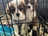 Orjinal cavalier king charles