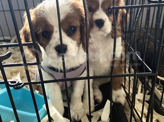 Orjinal Cavalier King Charles