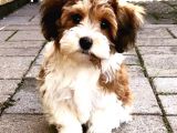 MALTİPO CİNSİ  KAHVE TONLU YAVRUMUZ 