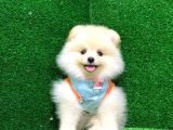 POMERRİAN BOO AYI SURATLI 