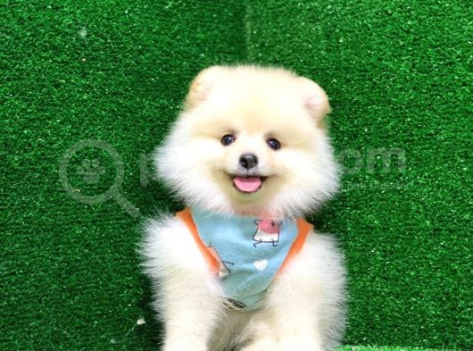 Pomerri̇an Boo Ayi Suratli 