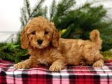 TOOY POODLE YAVRUMUZ 