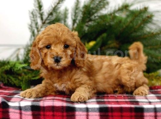 Tooy Poodle Yavrumuz 