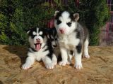 Mükemmel Kali̇tede Husky Yavrular