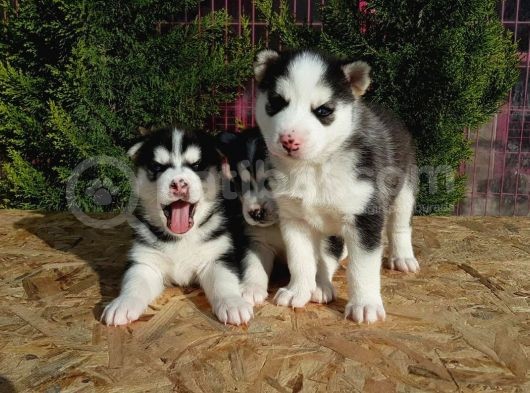 Mükemmel Kali̇tede Husky Yavrular görsel