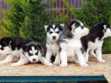 Mükemmel Kali̇tede Husky Yavrular