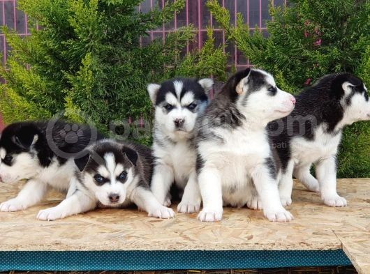 Mükemmel Kali̇tede Husky Yavrular görsel