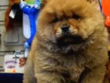 Kaliteli Chow Chow Bebekler