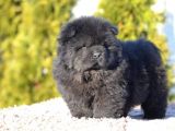 Siyah Chow Chow Bebekler