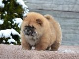 Kaliteli chow chow bebekler