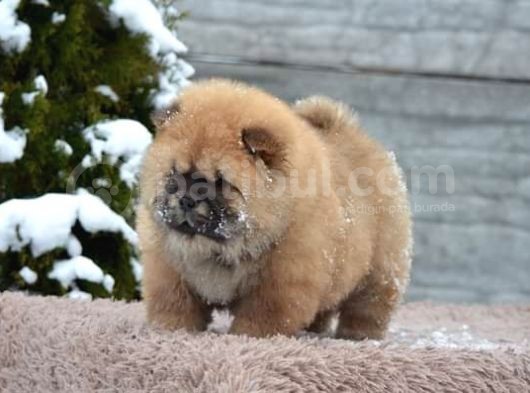 Kaliteli Chow Chow Bebekler