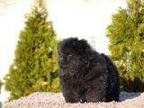 Siyah chow chow bebekler