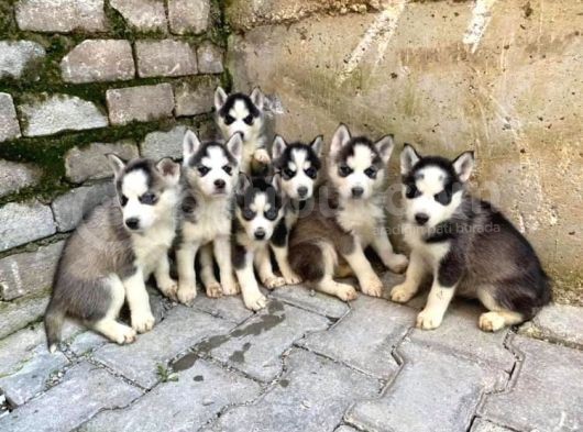 Mavi Göz Husky Yavruları görsel