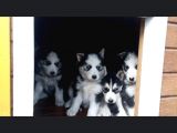 Mavi göz husky yavruları