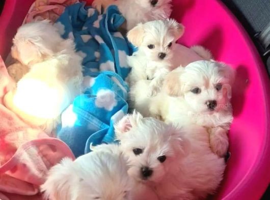 Ev Doğumu Maltese Bebegimiz görsel